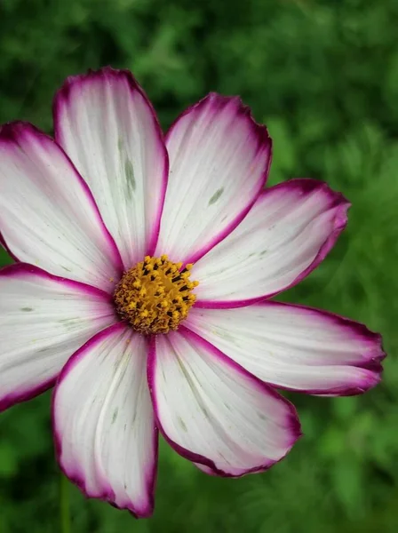 Pembe zinnia çiçeği yakın çekim.