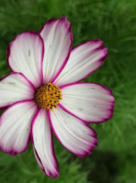 pink and black cosmos flowers.