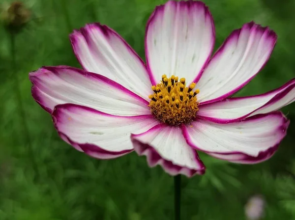 beautiful flowers growing in garden, summer and nature concept-close view of dahlia flower.