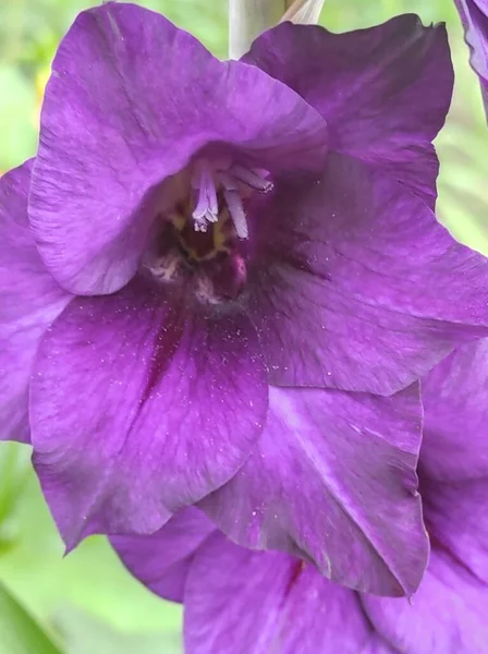 purple iris flower on a dark background