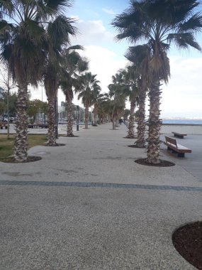 Sahilde palmiye ağaçları