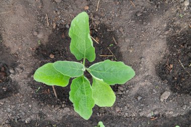 Patlıcan filizleri dikiyorum. Organik tarım..