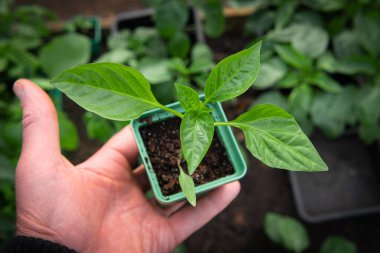 Bir adamın elinde yeşil biber filizi. Seçici odaklanma. Yakın plan..