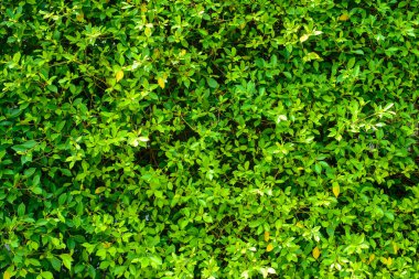 Bahçede açık yeşil bir yaprak.