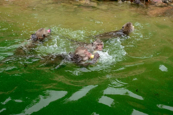 Monkeys Swimmimg Eating Food Tourist Reservior — Fotografia de Stock