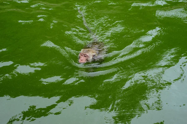 A monkey is swimming in the reservoir.