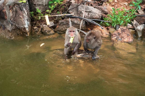 The monkey is walking and eating on the rock at reservior.