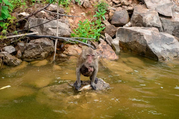 Monkey Swimming Reservoir — Fotografia de Stock