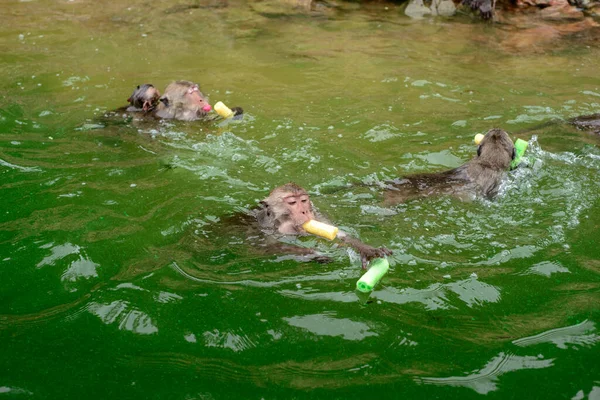 Affe Schwimmt Und Frisst Nahrung Von Touristen Reservierungsgebiet — Stockfoto