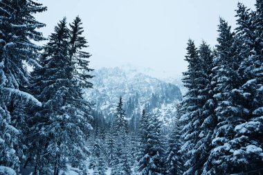 Dağların arkasındaki kar altında Noel ağaçları.