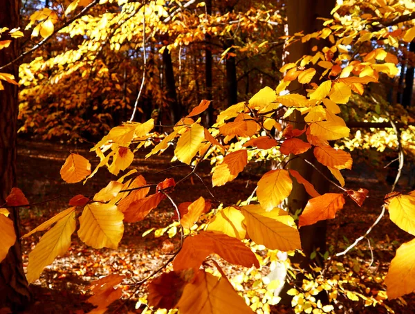 秋は森の中に紅葉し — ストック写真