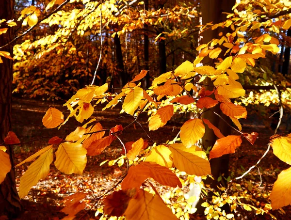 Feuilles Automne Sur Fond Forêt — Photo