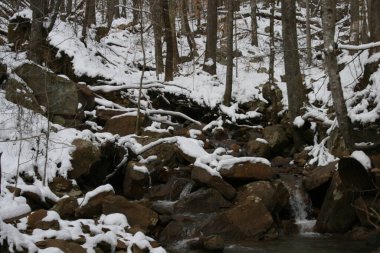 2022 Tennessee Ulusal Yarışması 'nda Windrock Park' ın tepelerini bisikletçiler koşar. Yıllık Bisiklet Festivali sırasında parkta yapılıyor.. 
