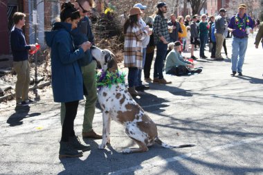 2022 Mardi Gras 2022 'de Soulard-St. Louis, Missouri' deki Purina Hayvan Yürüyüşü 'ndeki Danua.