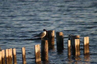 Shelby Gölü 'ndeki dalgakıran direğinde martı. Shelby Gölü okyanusa 400 metreden daha yakın bir tatlı su gölüdür. Shelby Gölü, Shelby Gölü, Orta Göl ve Little Lake 'deki en büyük tatlı su gölü sistemidir..