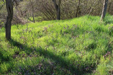 Taze yeşil ve ormanda bahar çiçekleri