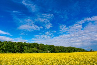 Sarı tarlaya yakın bir orman