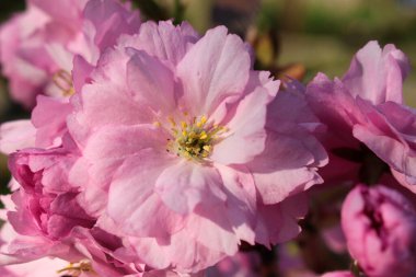 Öğleden sonra taze pembe bir çiçek. Detaylı olarak..