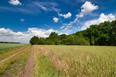 İlkbahar günü, mavi gökyüzünün altında bulutlu bir patika..