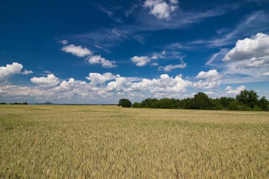 Bir tahıl tarlası, arka planda ağaç güneşli baharda.