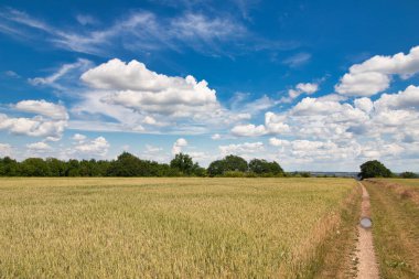 Beyaz bulutların altında, baharda tahıl tarlaları arasında tozlu bir patika..