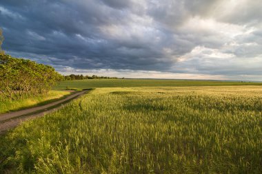 Sarı buğday tarlasında güzel bir manzara ve akşam güneşi altında yol..