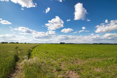 Baharda yeşil bir mısır tarlası.