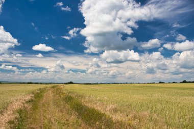 Beyaz bulutların altında, baharda tahıl tarlaları arasında tozlu bir patika..