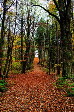 Güz parkındaki patika, Narodni prirodni pamatka Americka zahrada, Chudenice, Çek