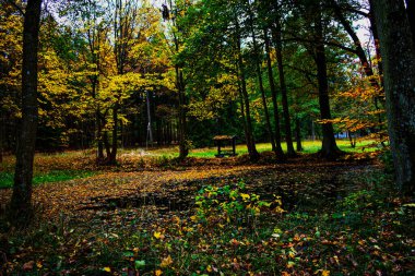 Güz parkındaki patika, Narodni prirodni pamatka Americka zahrada, Chudenice, Çek