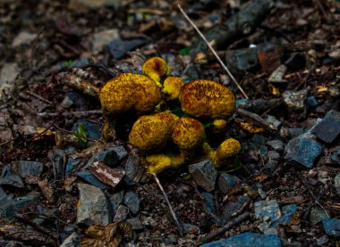 Ormanda mantar, czech