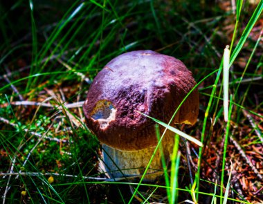 Çimlerdeki mantarlar Çekçe