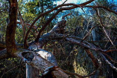 Ormandaki ağaç, Rabstejn nad Strelou, Czech