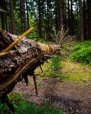 Ormandaki ağaç, Czech
