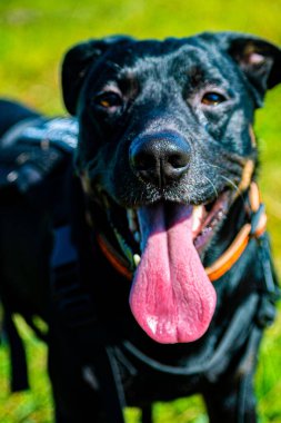 Mutlu köpek, Srni, Sumava