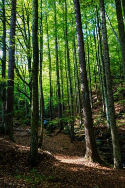 Ormandaki patika, Billy Potok, Sumava