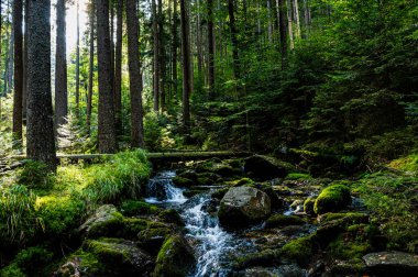 Ormandaki şelale, Bily Potok, Sumava