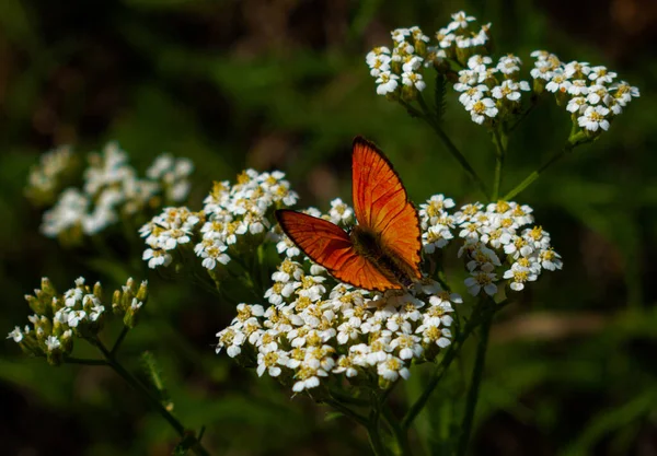 Rote Mohnblume Gras — Stockfoto