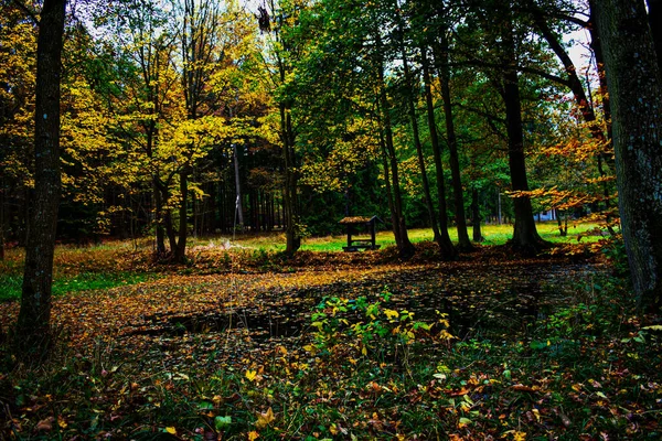 Pfad Herbstpark Narodni Prirodni Pamatka Americka Zahrada Chudenice Tschechien — Stockfoto