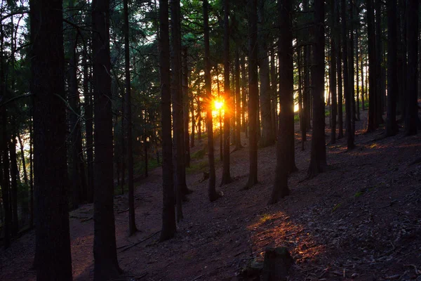 Sonnenuntergang Wald Brdy Plesivec — Stockfoto