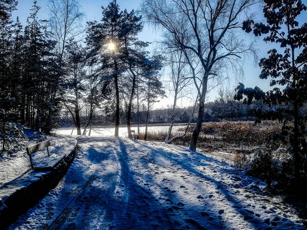 Inverno Nella Foresta Senecky Rybnik Plzen — Foto Stock