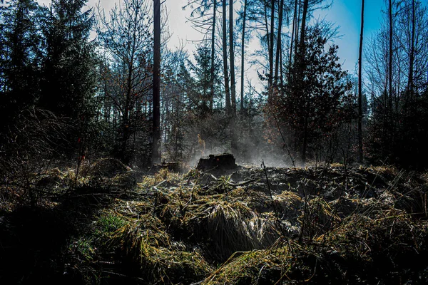 Wald Morgen Horsovsky Tyn — Stockfoto