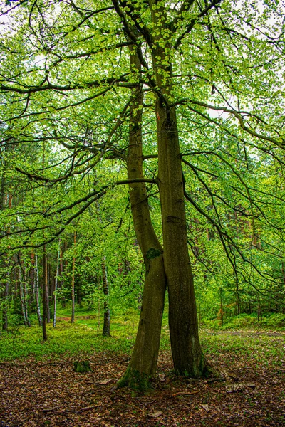 Осінь Лісі Хромніс — стокове фото