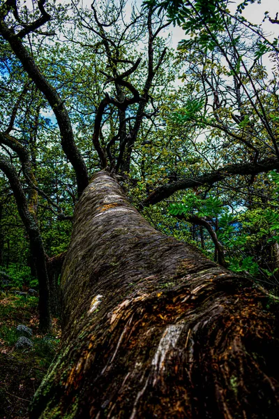 Baum Wald Tschechisch — Stockfoto