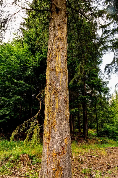 Drei Und Harz Prameny — Stockfoto