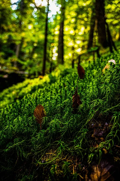 Moos Auf Dem Baum Bily Potok Sumava — Stockfoto