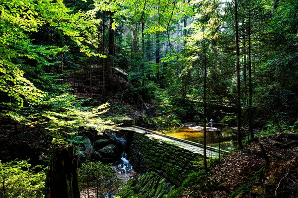 Forêt Bily Potok Sumava — Photo