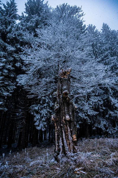 Χιόνι Κάλυψε Δέντρα Ερείπια Του Παρεκκλησίου Της Παναγίας Βοήθεια Των — Φωτογραφία Αρχείου