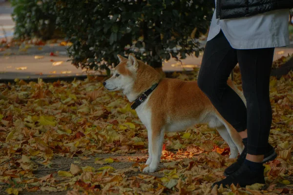 Güzel köpek yürüyüşe çıktı.