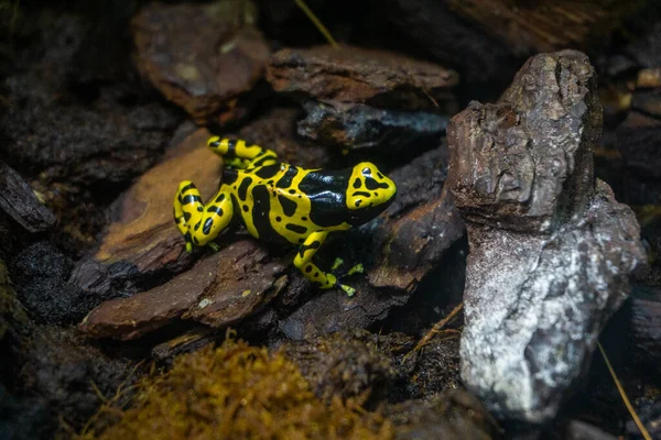 Çevresinde güzel sarı bir kurbağa